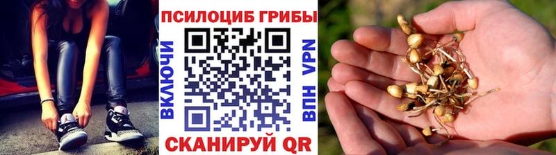 Купить закладки  Щёкино  Псилоцибиновые грибы Magic Shrooms 